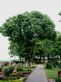 Grüner Landfriedhof
