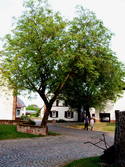 Sonnenbergstraße mit Nußbäumen