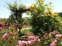 Rosengärtchen am Friedhof